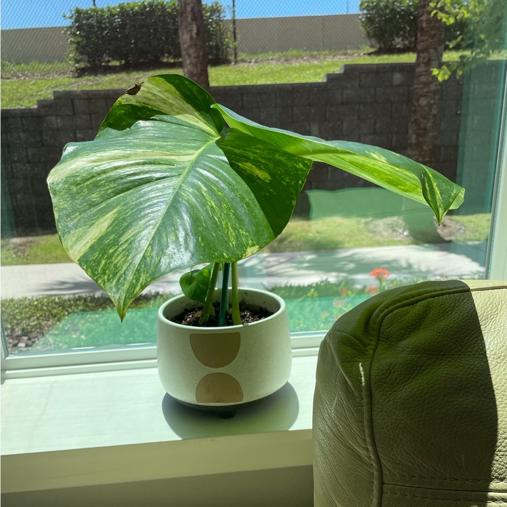 Giant Hawaiian variegated golden pothos plant cuttings - Picture 13 of 13